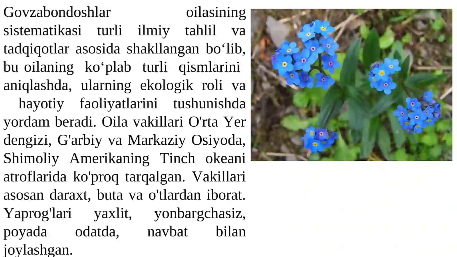 Gavzabondoshlar oilasi 3