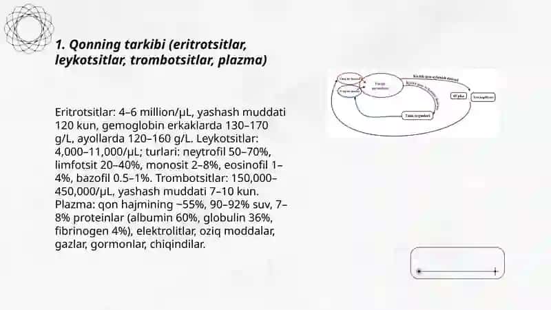 Qon va qon aylanish tizimi 3