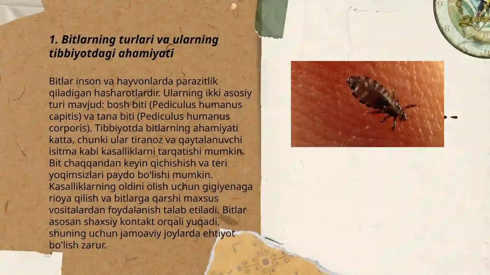 Bitlarning turlari va ularning tibbiyotdagi ahamiyati 3