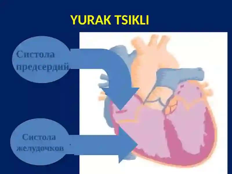 YURAK NASOS FAOLIYATINING FIZIOLOGIYASI 3
