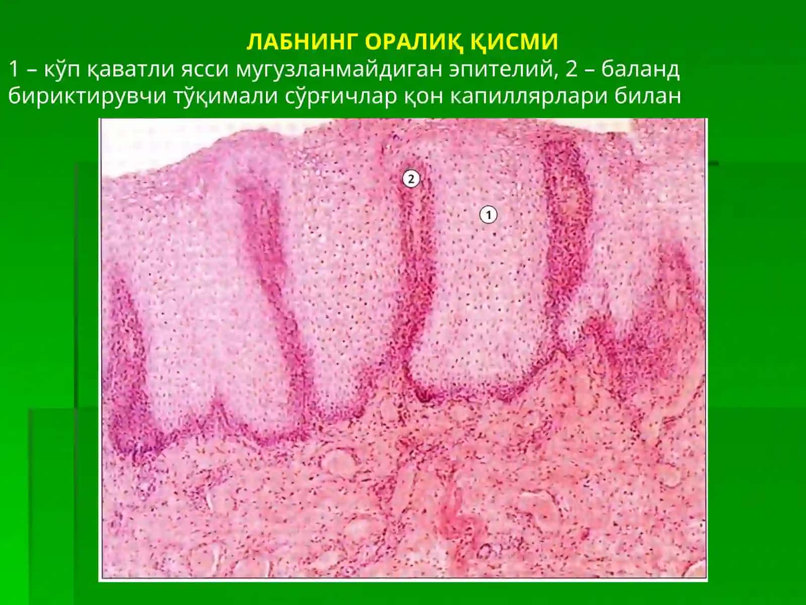 Оғиз бўшлиғи, тил ва сўлак безлари 3