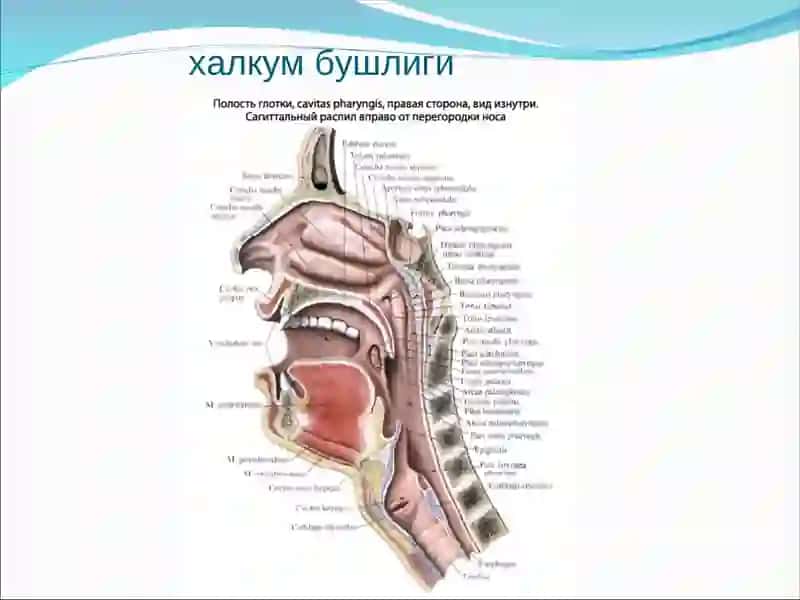 Ўткир тонзиллит (ангина) 3