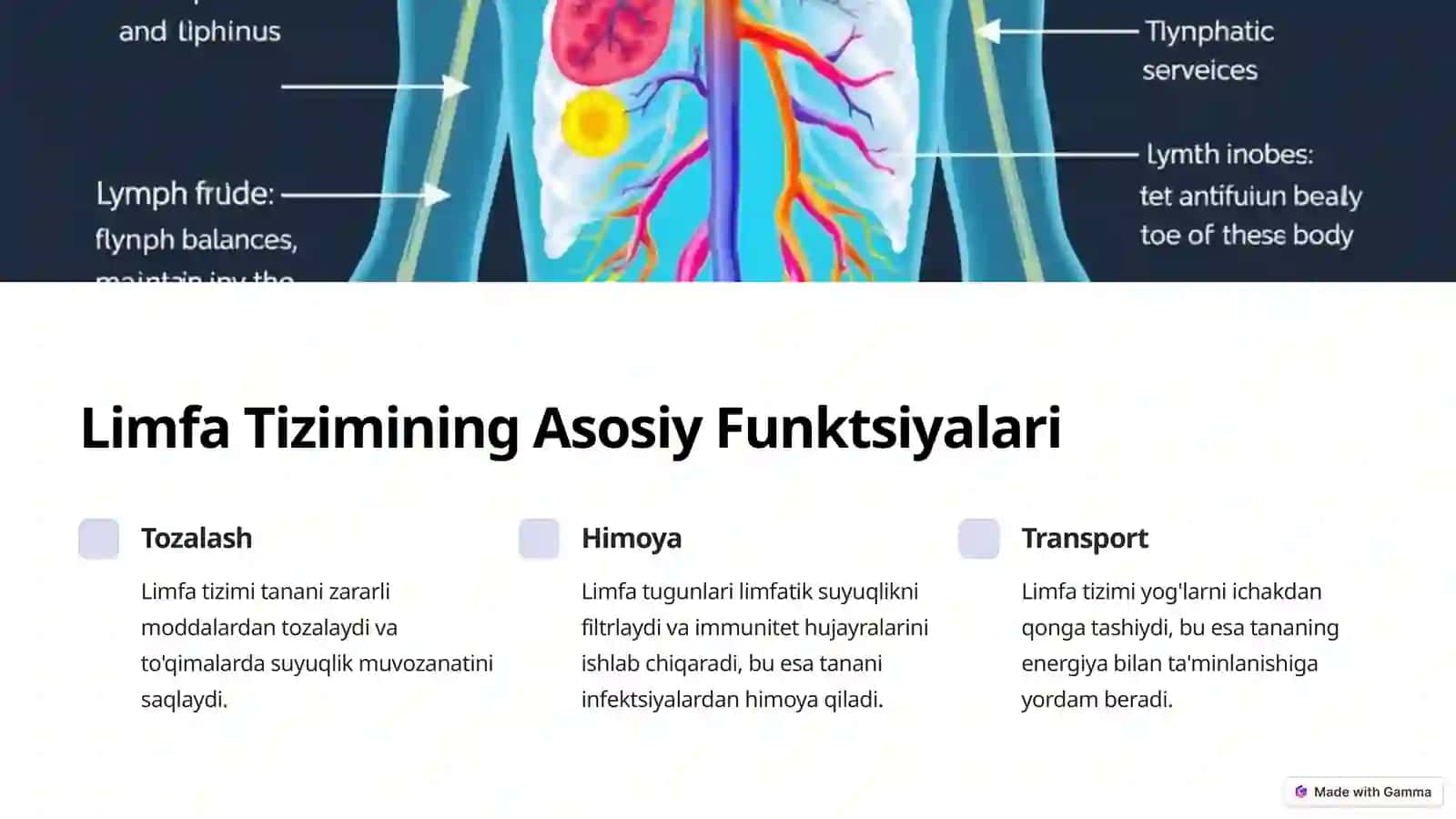 Limfa Tizimi Tananing Himoya Qal'asi 3