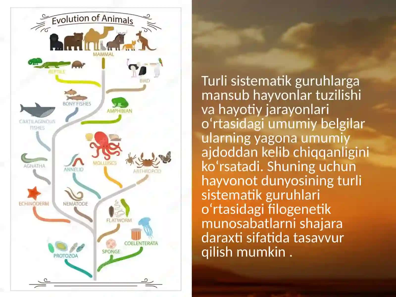38-§.Hayvonot dunyosidagi evolutsion o‘zgarishlar 3