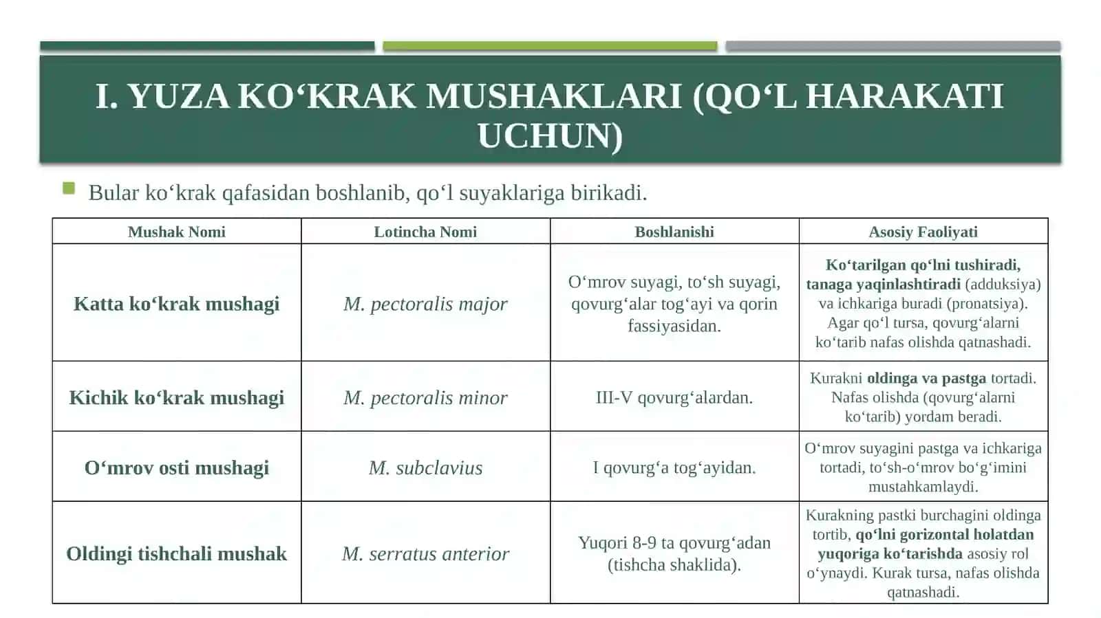 Ko’krak mushaklari 3