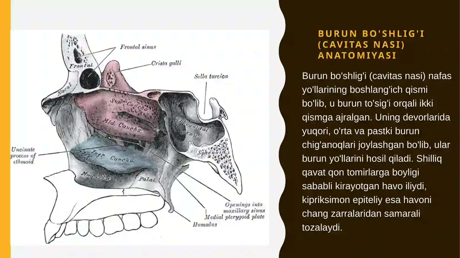 Mustaqil ish: Nafas a'zolari tizimi /Odam anatomiyasi 3