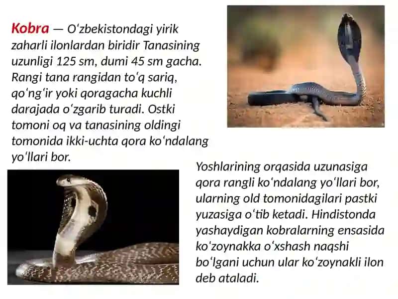 O'zbekistonning zaharli ilonlari 3
