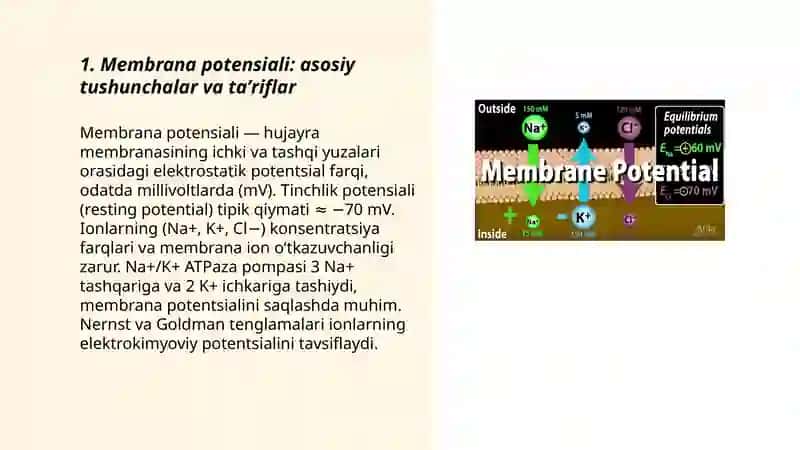 Membrana potensiali 3