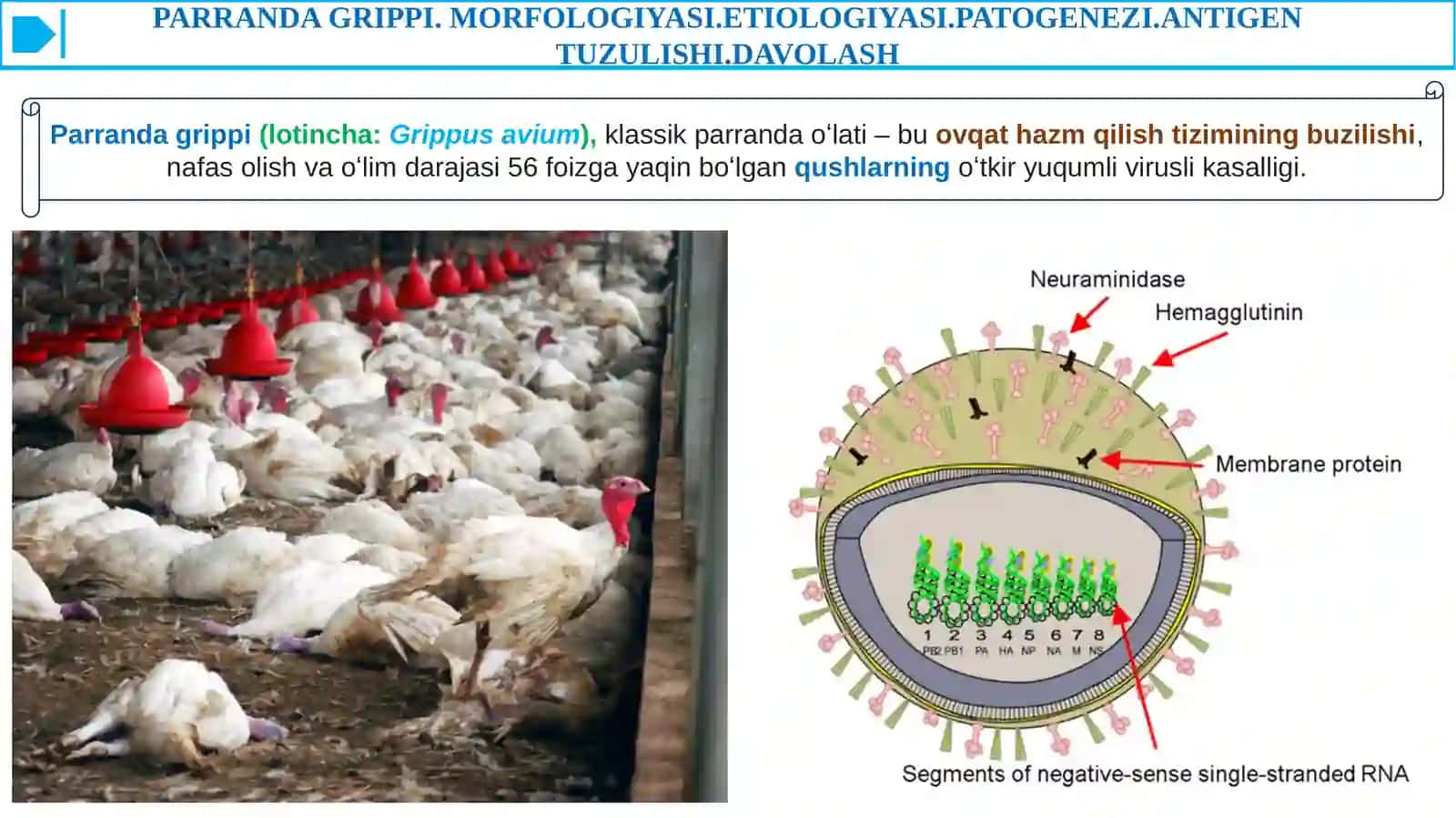 PARRANDA VA CHO'CHQA GRIPPI VA UNING HOZIRGI KUNDAGI MUAMMOLARI 3