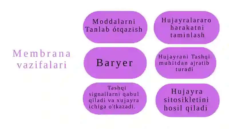 Membranalar buzilishlarini patologik jarayoni 3