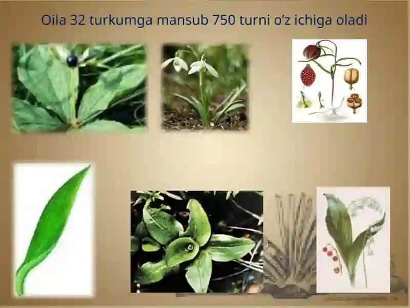 PIYOZDOSHLAR OILASI 3