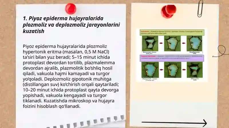 Plozmoliz va deplozmoliz hodisalarini turli oʻsimlik hujayralarida oʻrganish 3