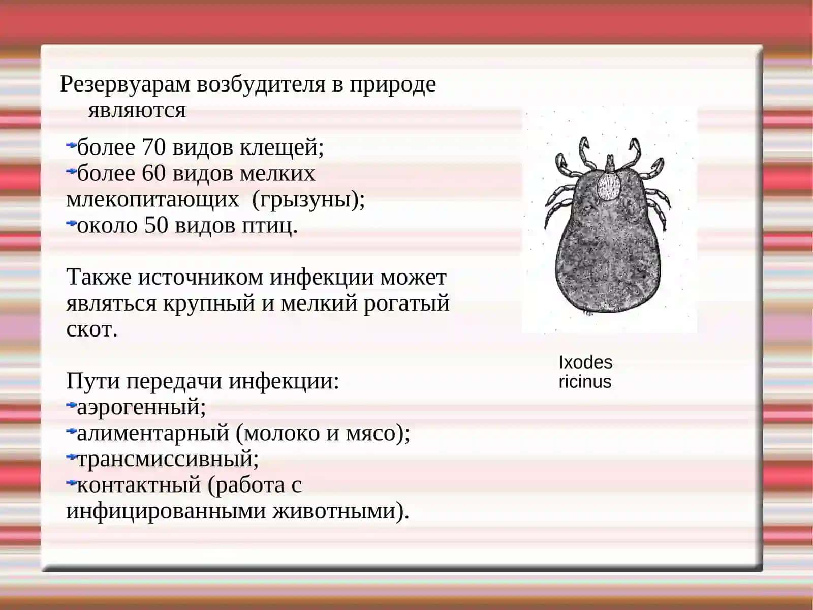 Ку-лихорадка (Q-лихорадка) 3