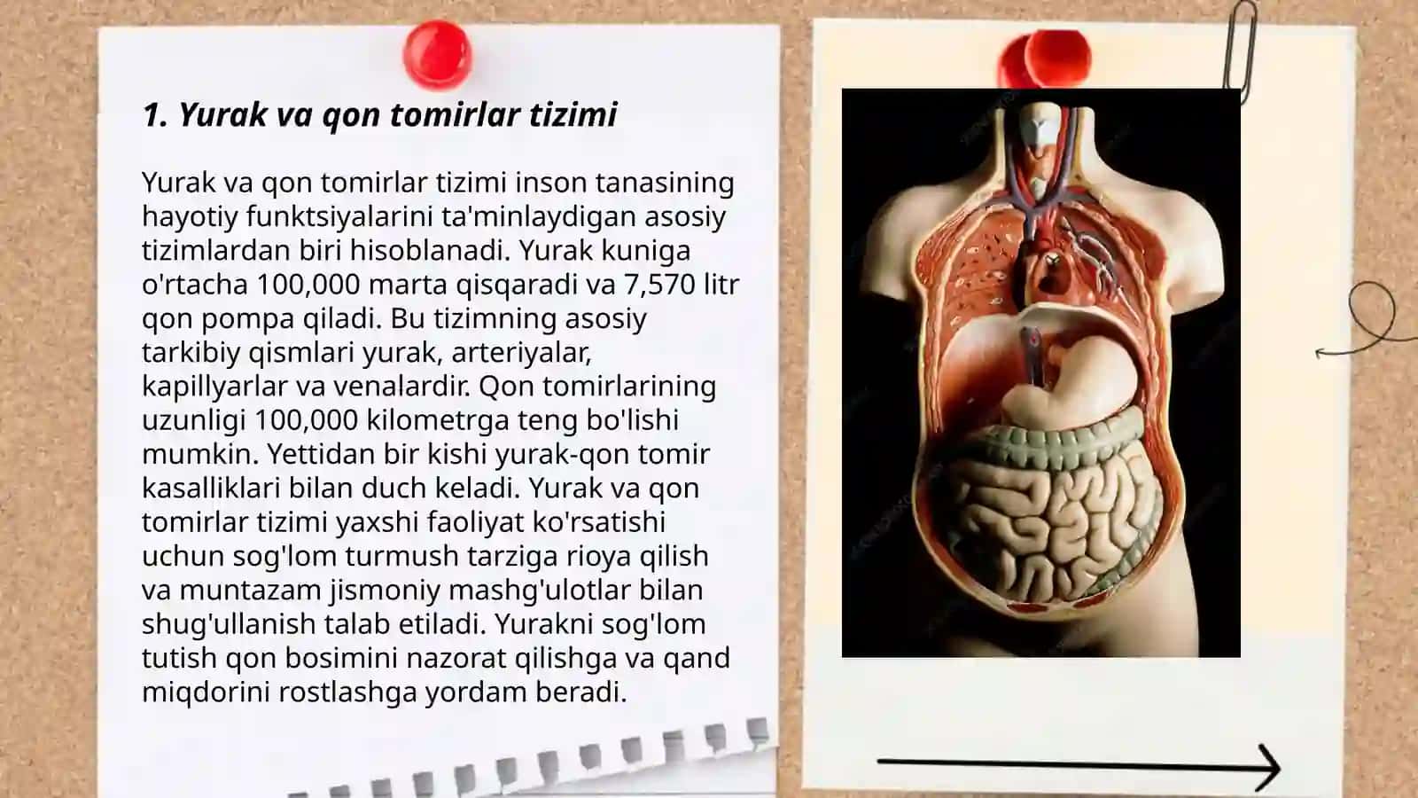 Yurak va qon tomirlar tizimi 3