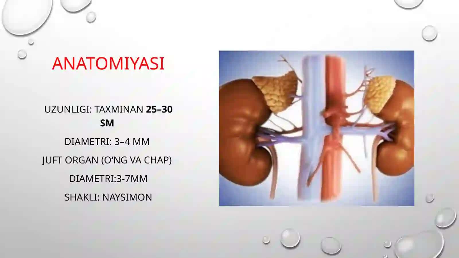 Siydikyo’llari(ureterlar) 3