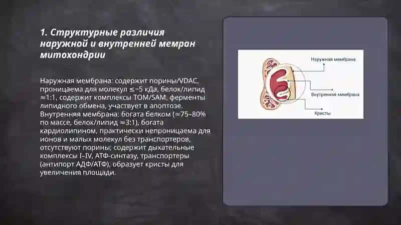 Строение мембран митохондрии 3