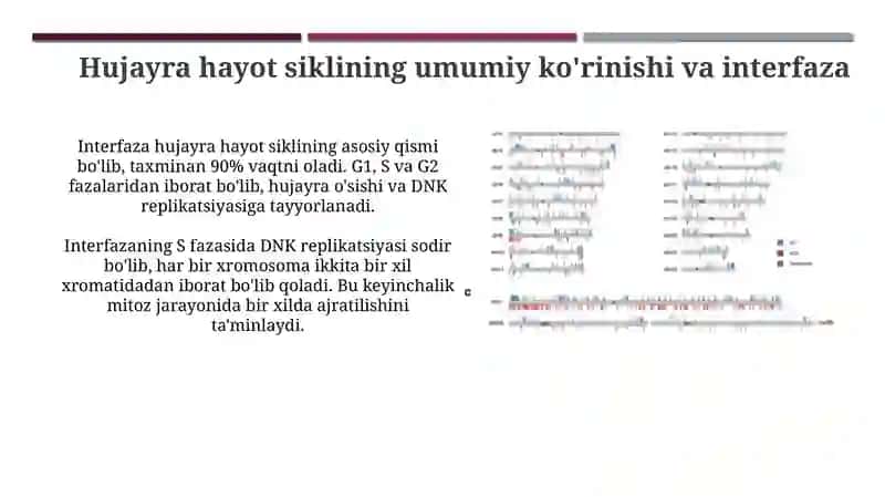 Mitotik sikl va hujayraning hayot sikli 3