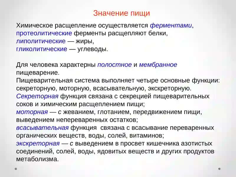 "Пищеварительная система" 3