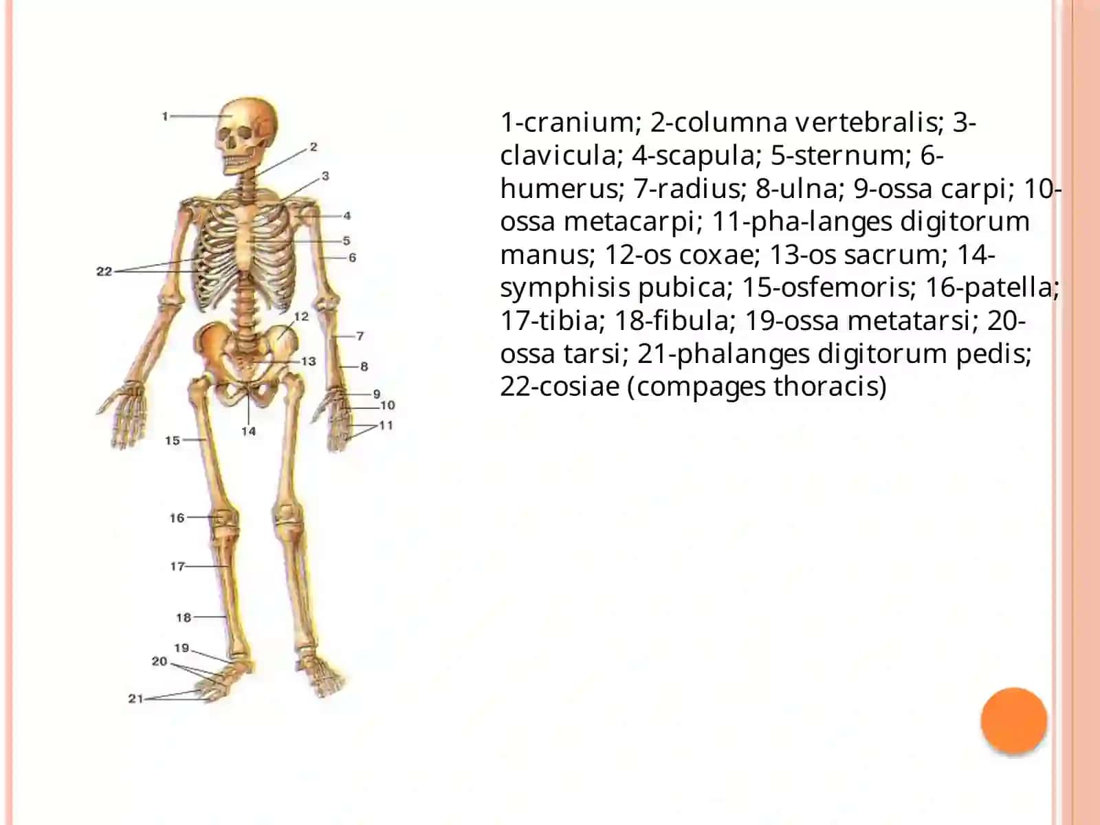 GAVDA SKELETI 3