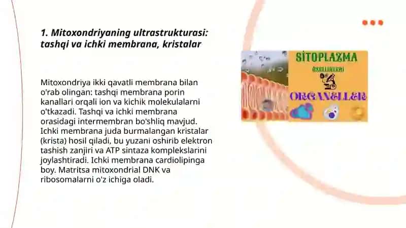 Sitoplazma organoidlari 3