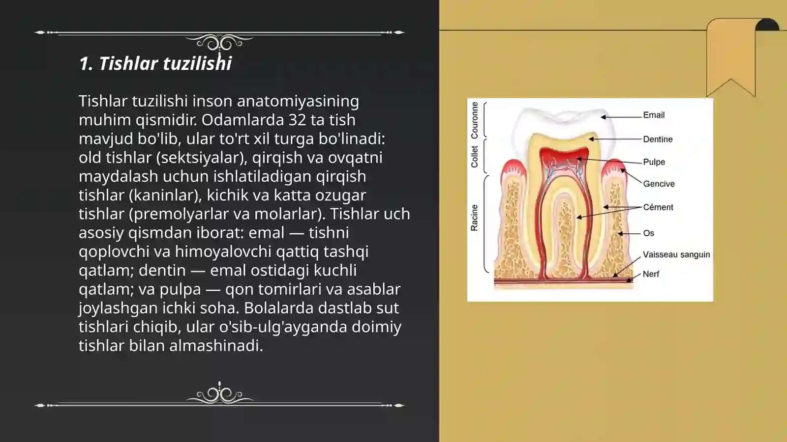 Tish anatomiyasi 3