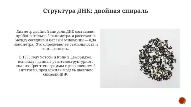 Молекулярные основы наследственности 3