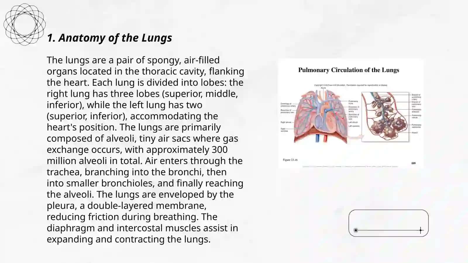 Lungs and a pulmonary system 3