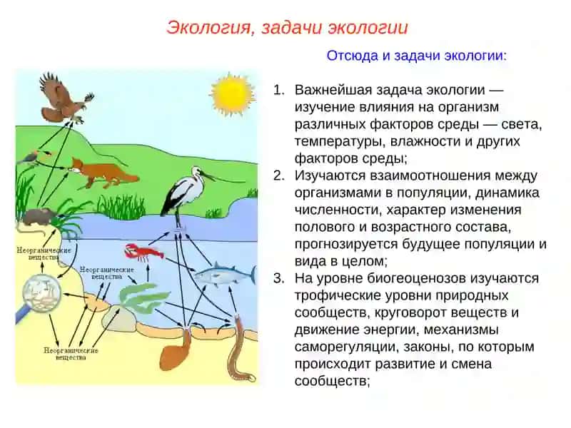 Основы экологии.Экосистемы 3