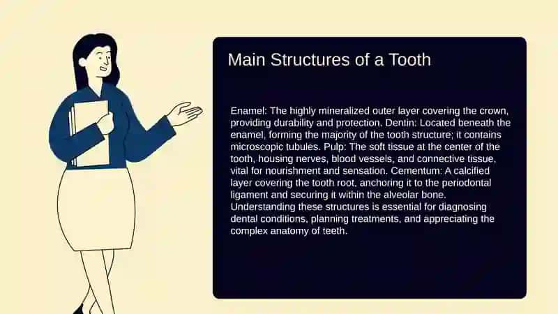 Parts of the tooth 3