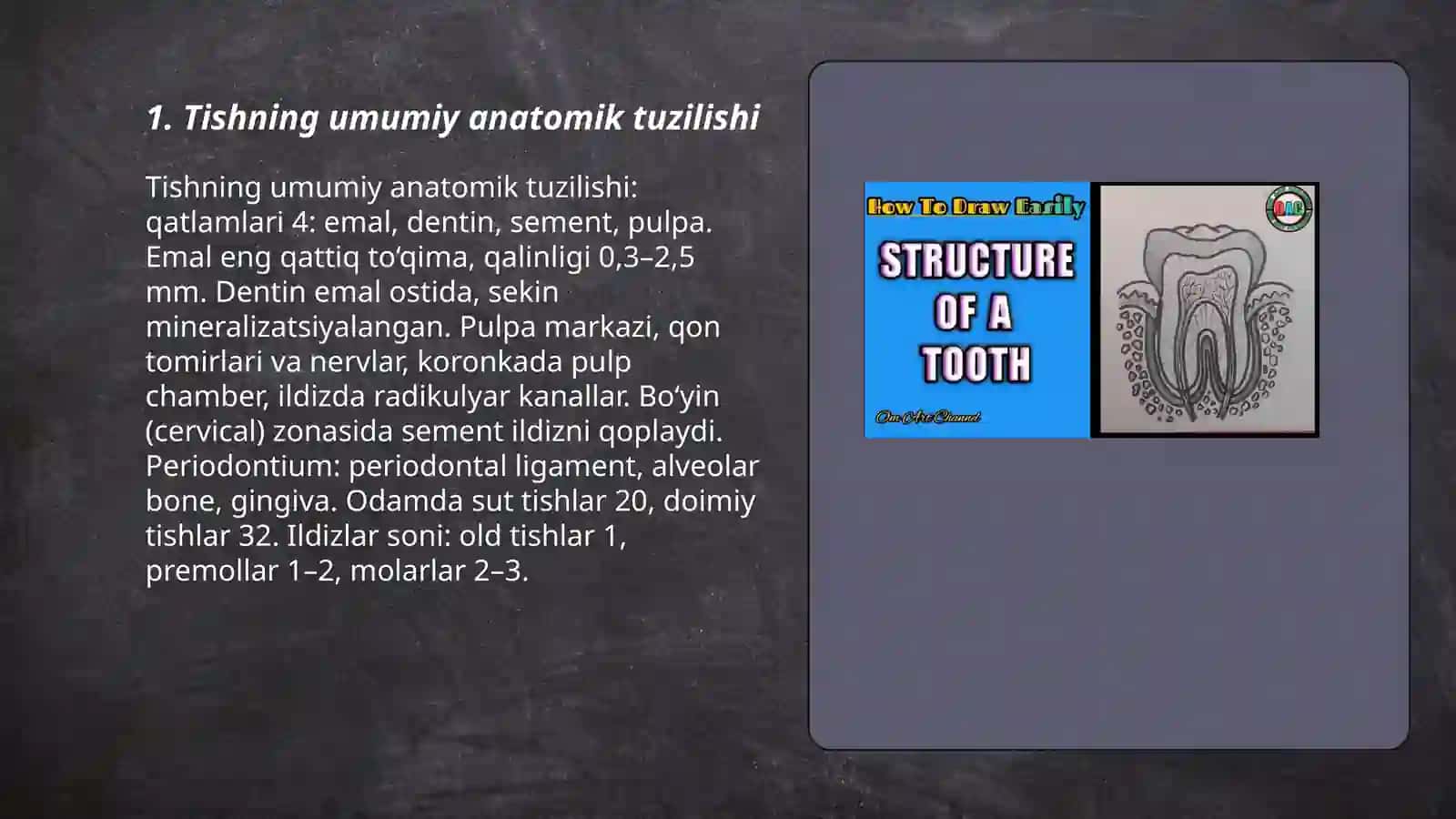 Tishlarning anatomik tuzilishi 3