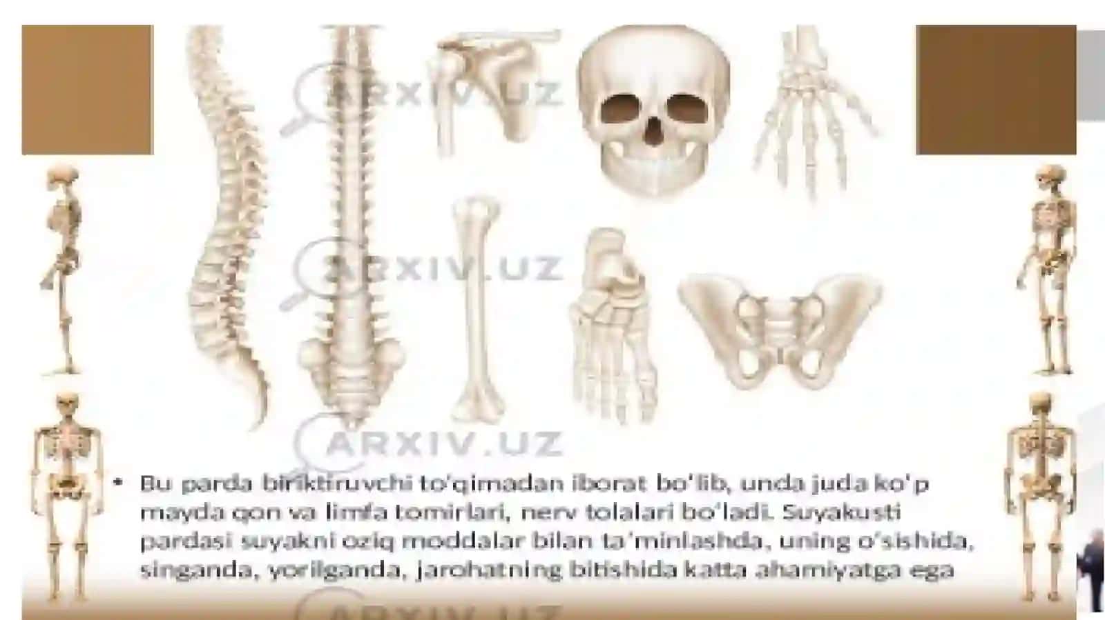 Suyaklarning turlari va vazifalari 3