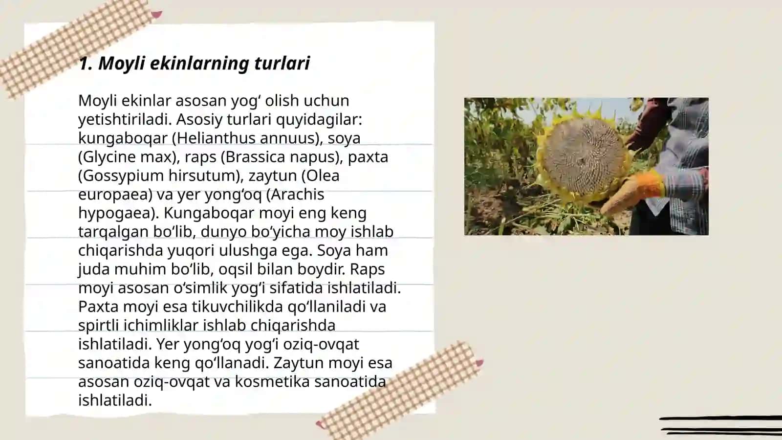 Moyli ekinlar va ularning agrotexnikasi 3