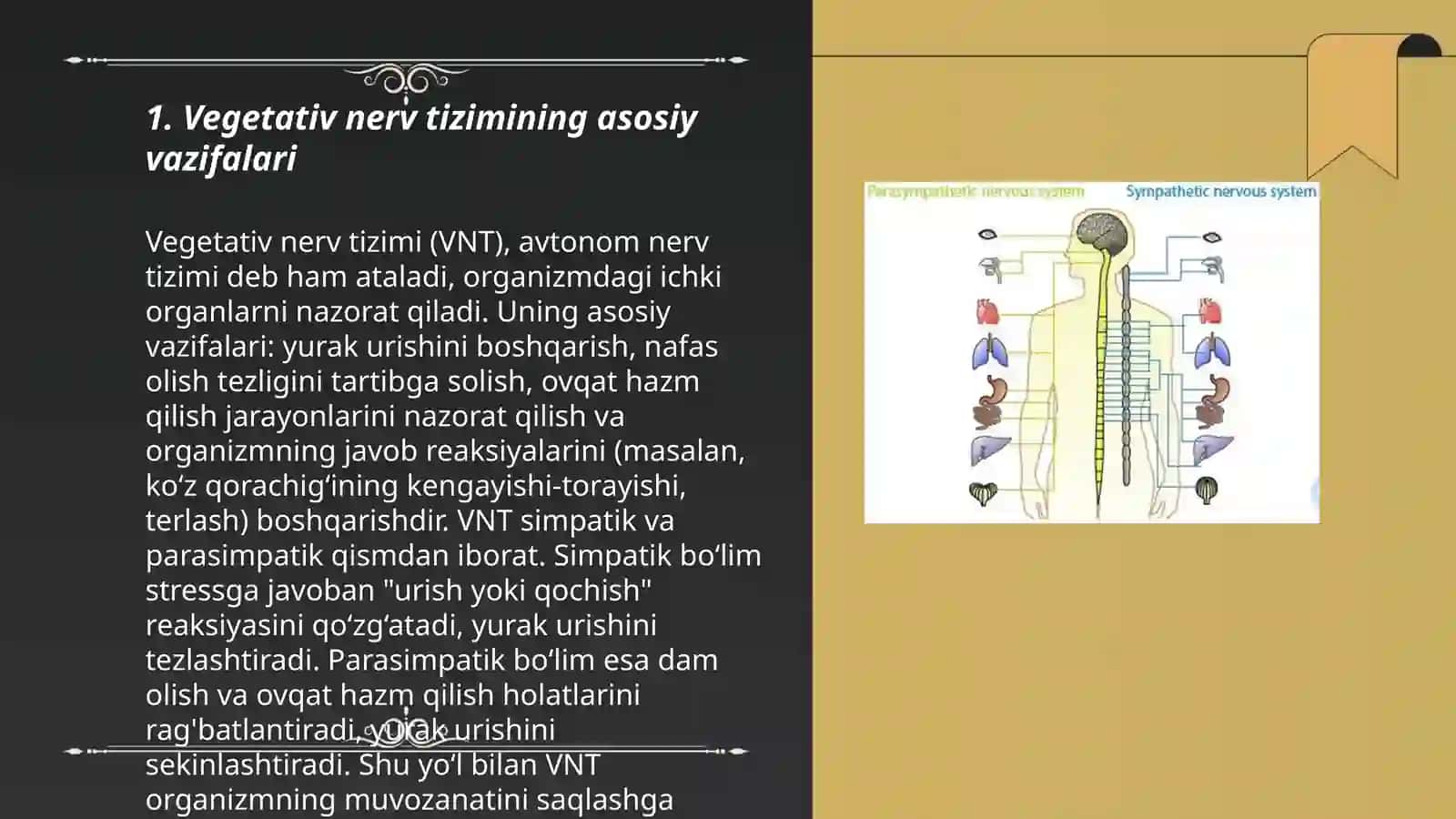 Vegetativ nerv sistemasi 3