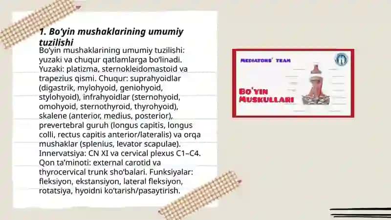 Boʻyin mushaklari 3