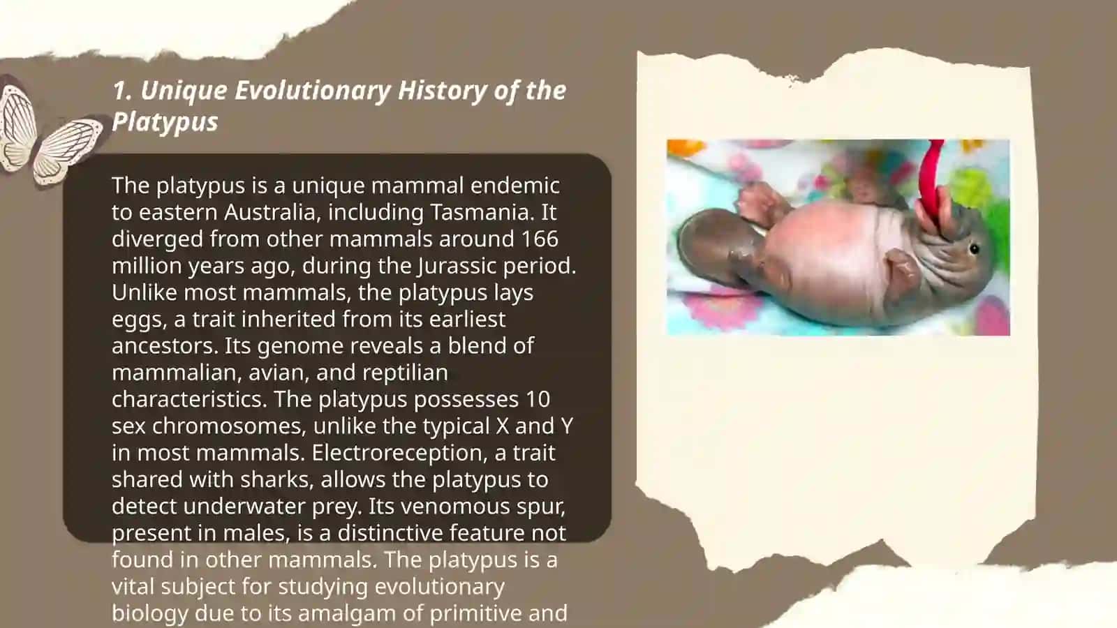 Unique Evolutionary History of the Platypus 3