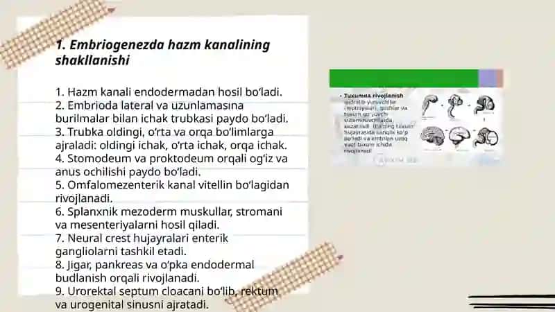Hazm tizimi ontogenezi va filogenezi 3