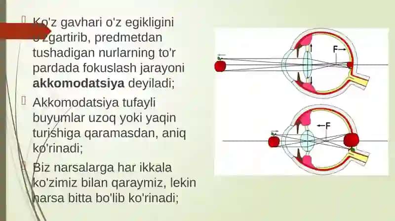Ko'rish organlarining funksiyasi 3