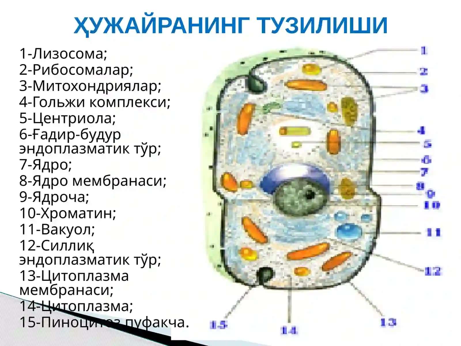 Одам танасининг умумий тузилиши 3