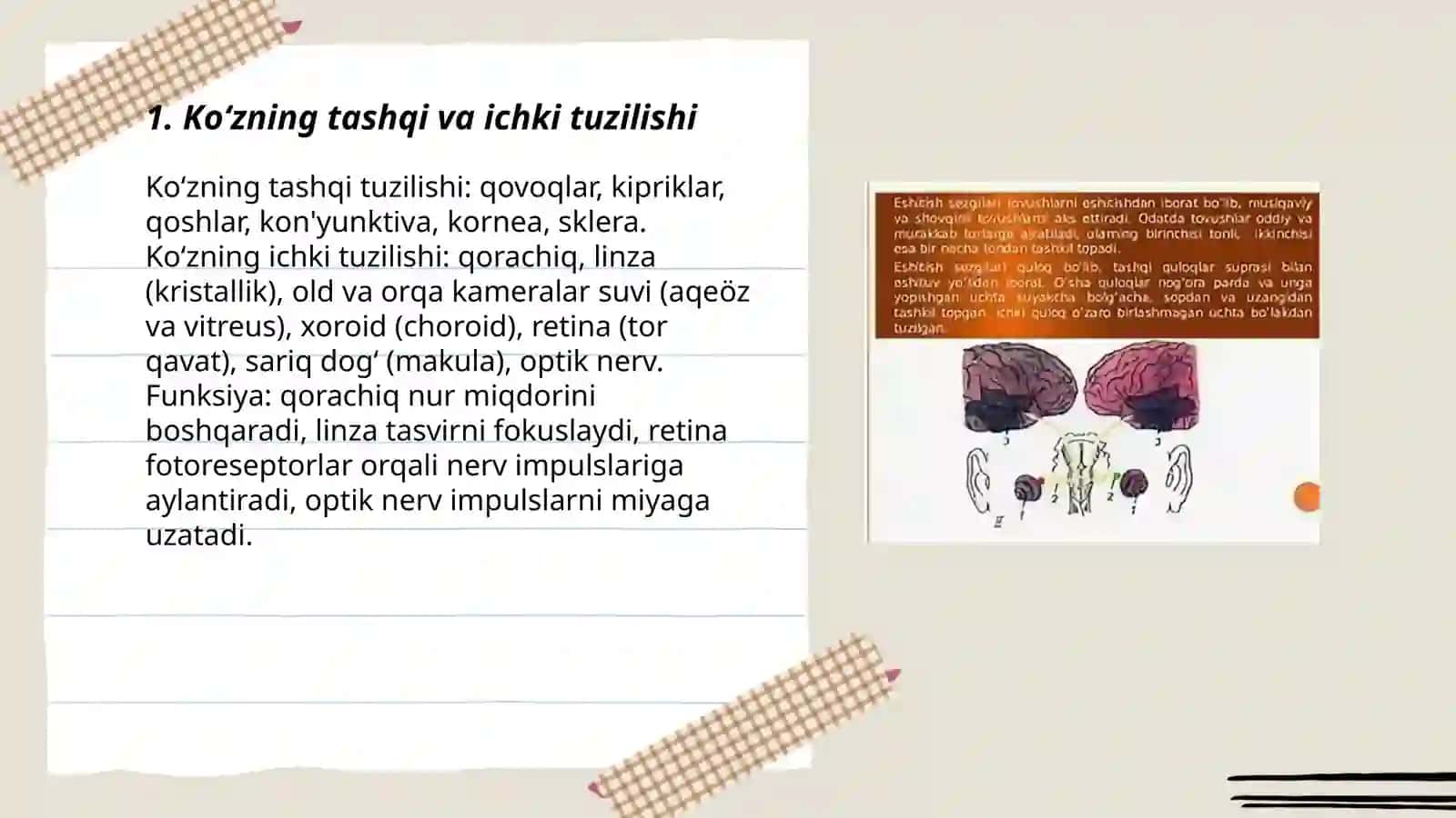 Koʻrish va eshitish sezgisi 3