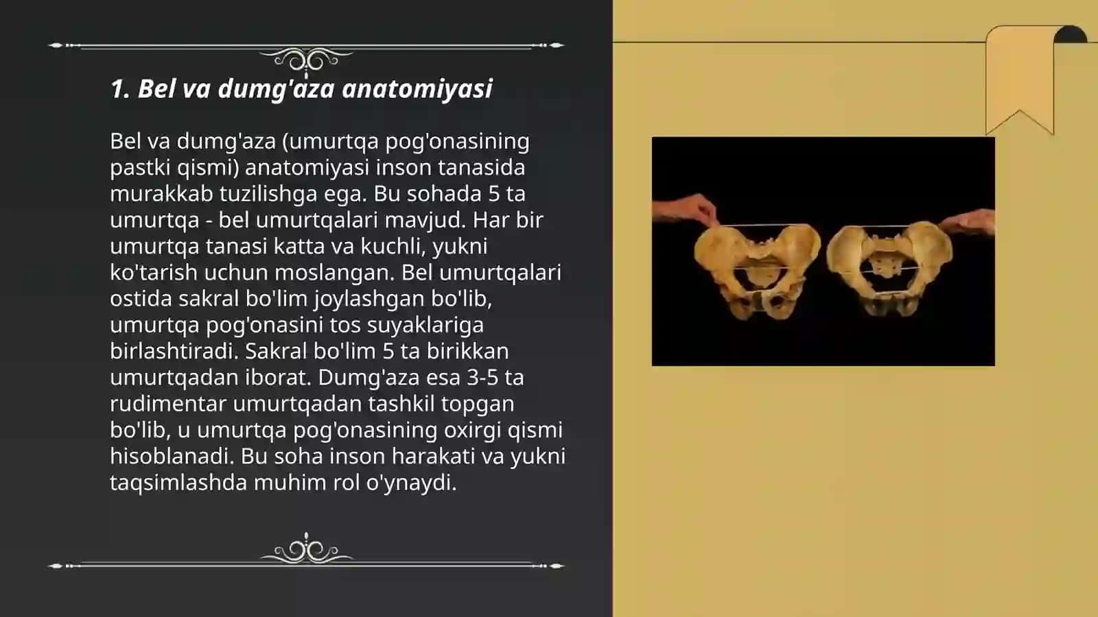 Bel va dumg'aza anatomiyasi 3
