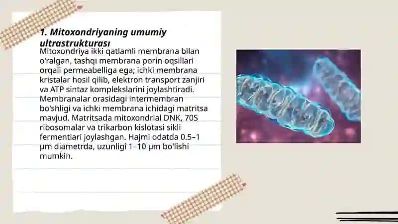 Mitoxondriyalarning tuzilishi 3