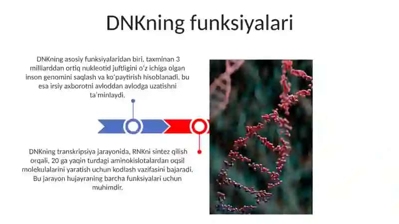 DNK va RNK tahlili va vazifalari 3