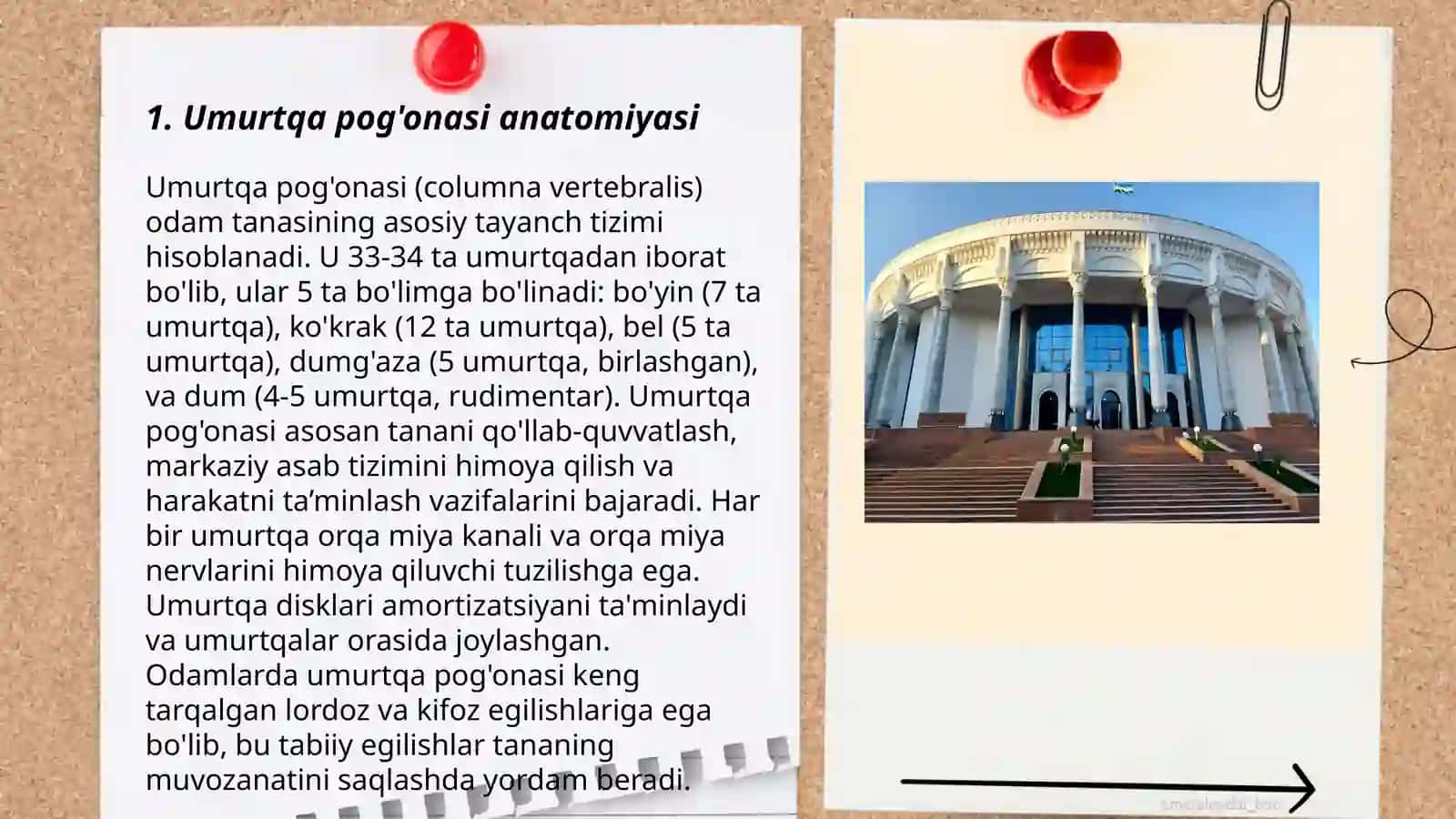 Umurtqa pog'onasi boylamlari 3