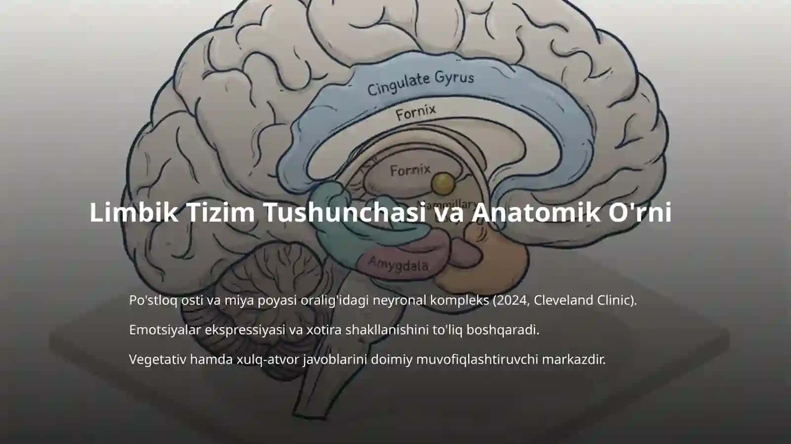Limbik tizimi . 3