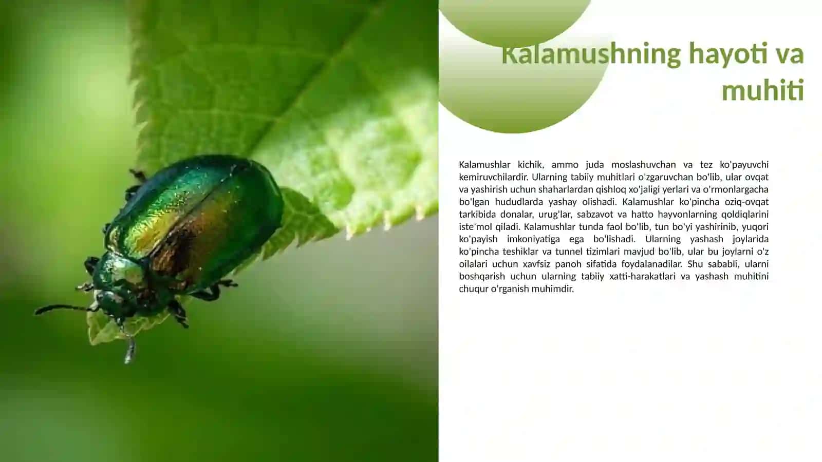Kalamushlarga qarshi kurash vositalari 3