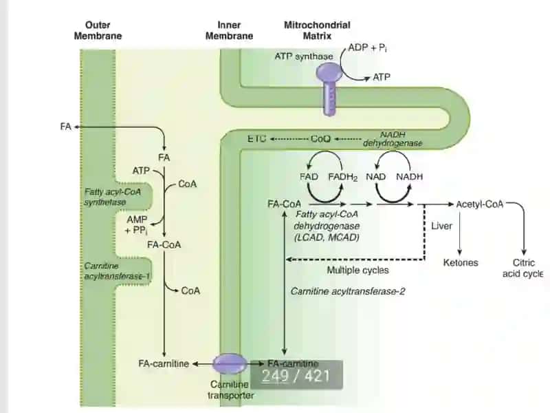 Lipidmobilizationandcatabolism 3