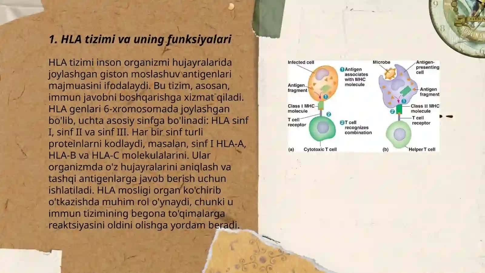 HLA-tizimi (MHC-tizimi). Komplement tizimi 3