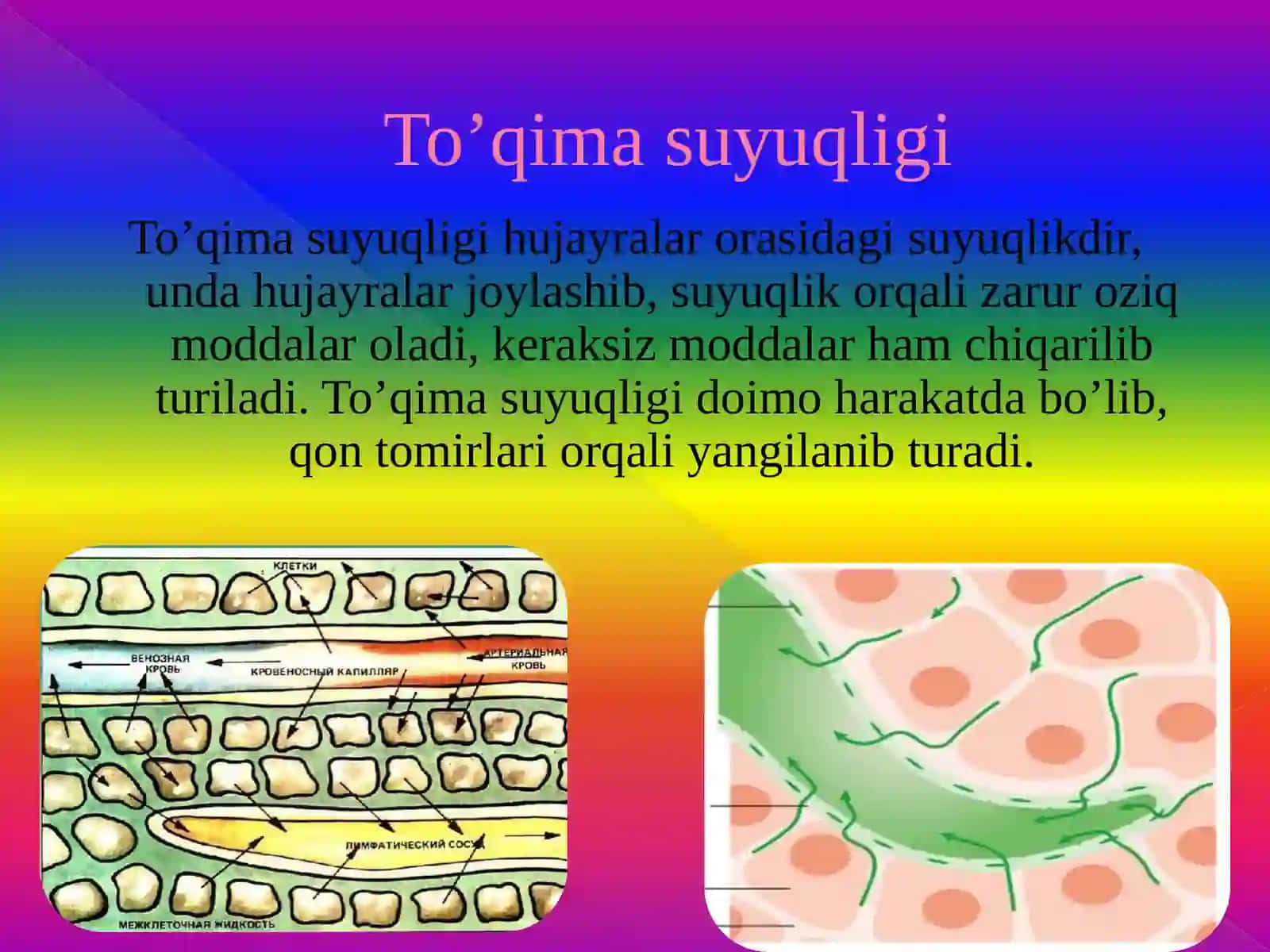 QON VA UNING VAZIFALARI. 8-sinf biologiya fanidan dars ishlanma 3