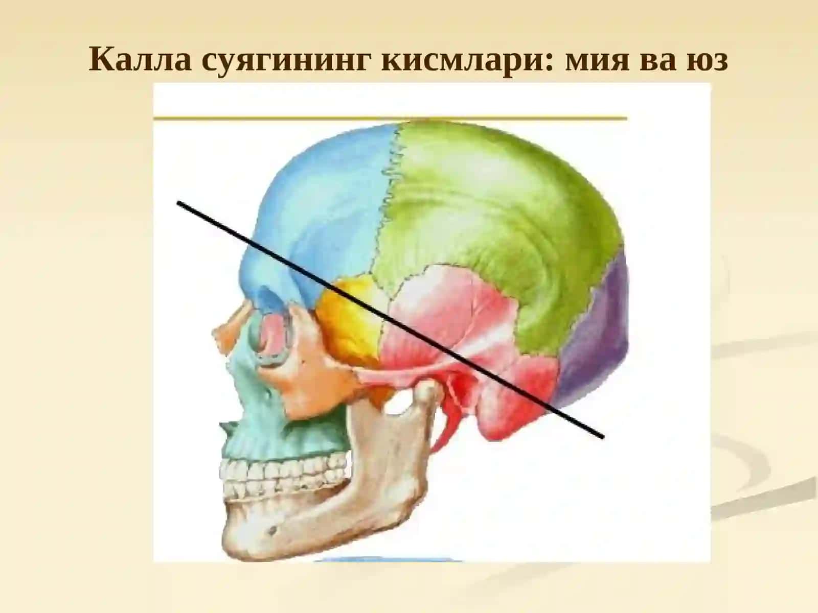 Калла суяги 3