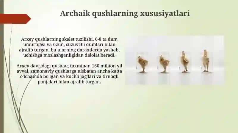 Qushlar evolutsiyasi 3